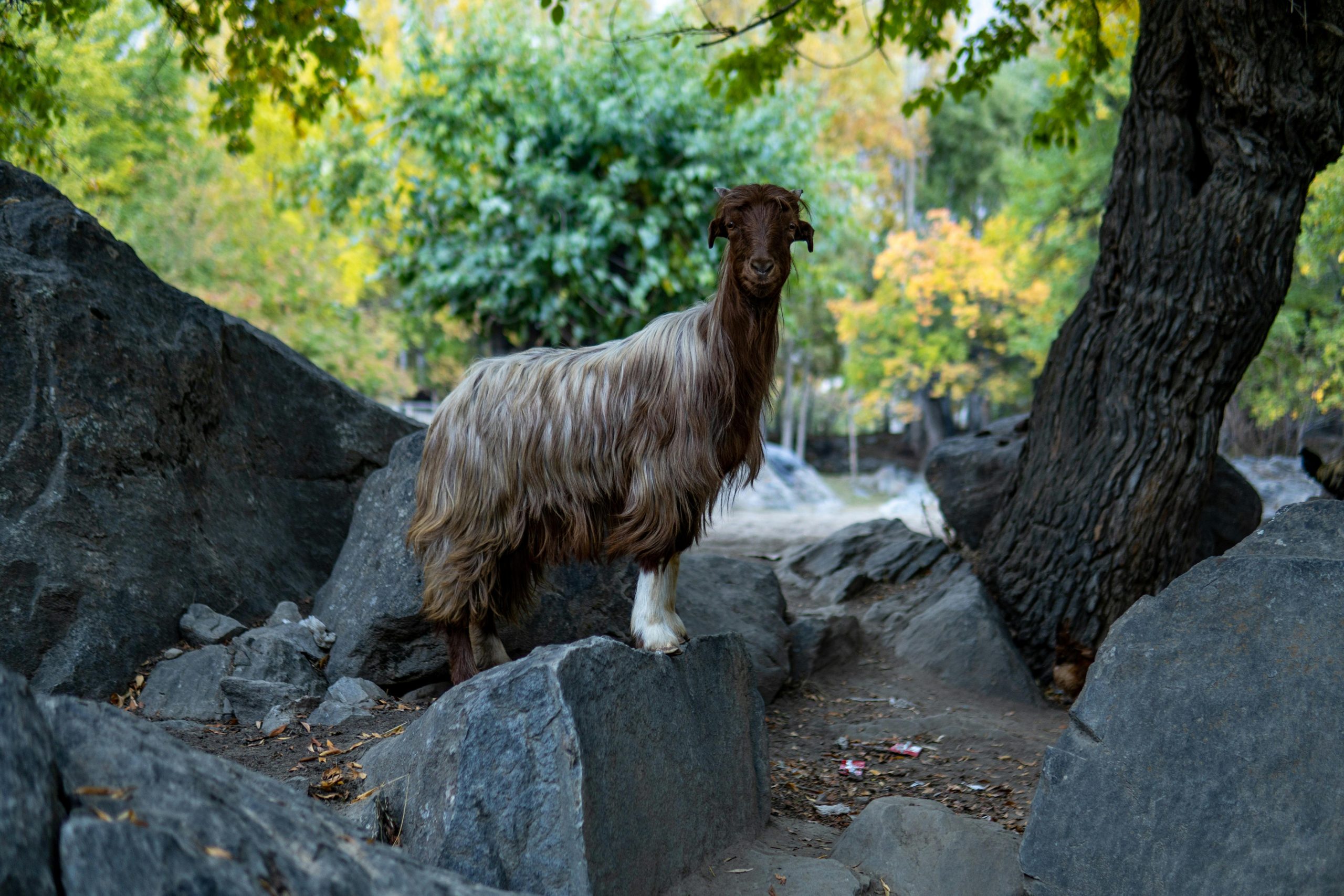 Majestic long-haired goat standing on rocks in a vibrant autumn forest.