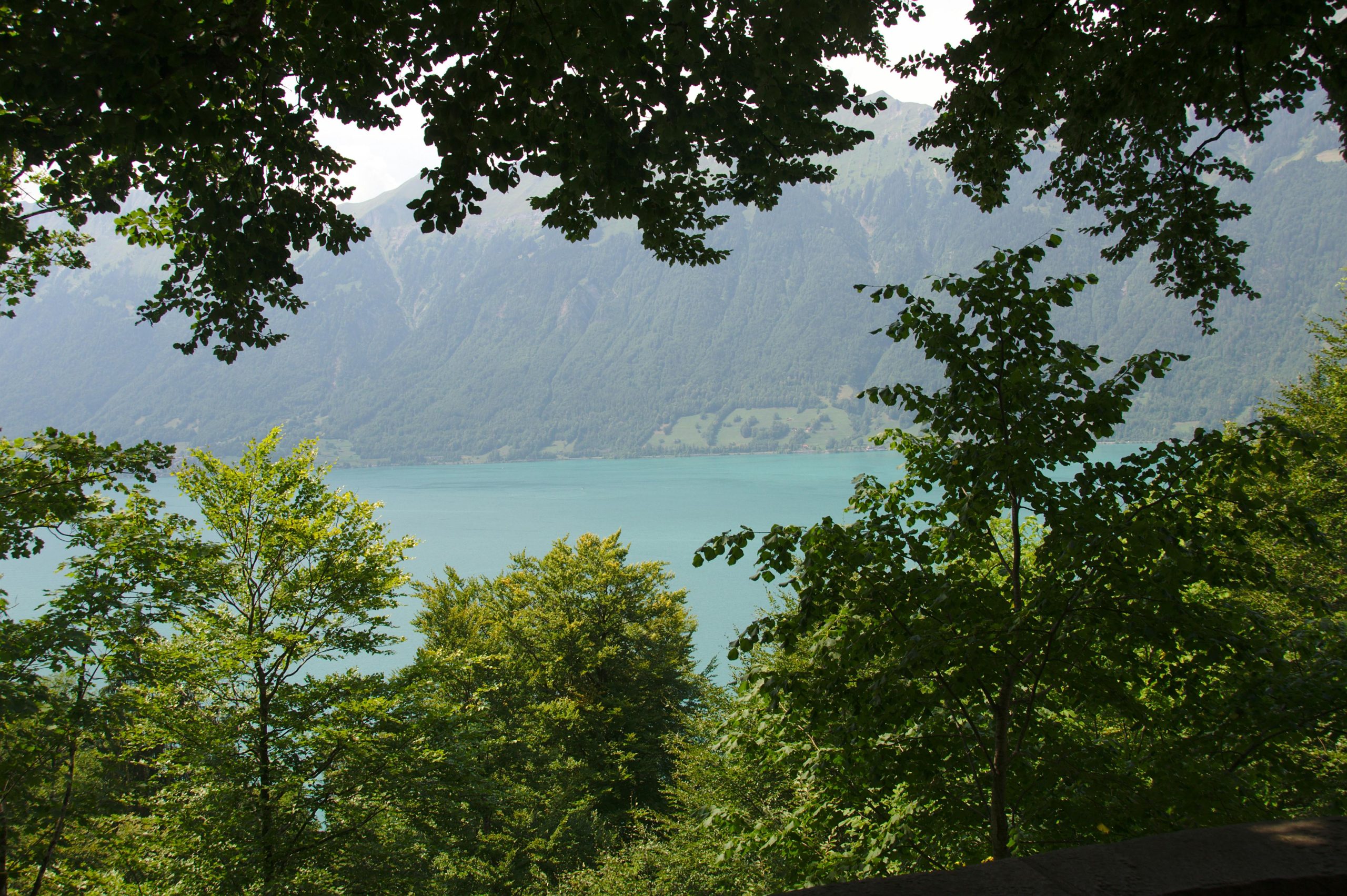 Breathtaking view of Swiss lake with mountains framed by lush green trees.
